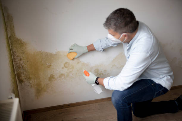 Best Commercial Mold Inspection  in Judson, SC