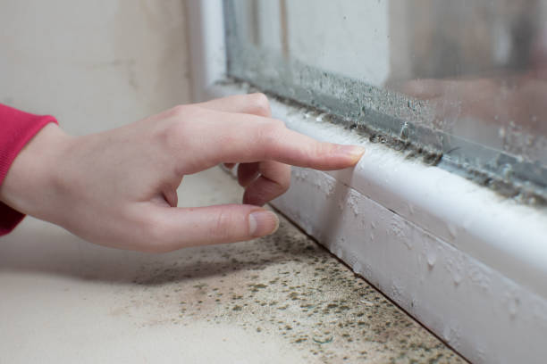Best Crawl Space Mold Remediation  in Judson, SC