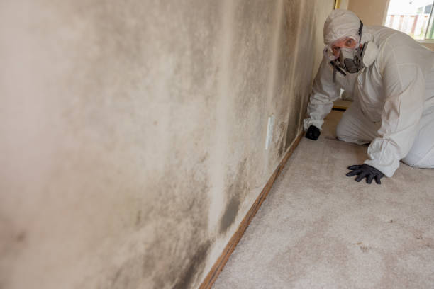 Best Water Damage & Mold Remediation  in Judson, SC